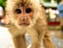 Misahualli is the river port of the Ecuadorian Amazon. Here you can see the different wild monkeys and butterflies.